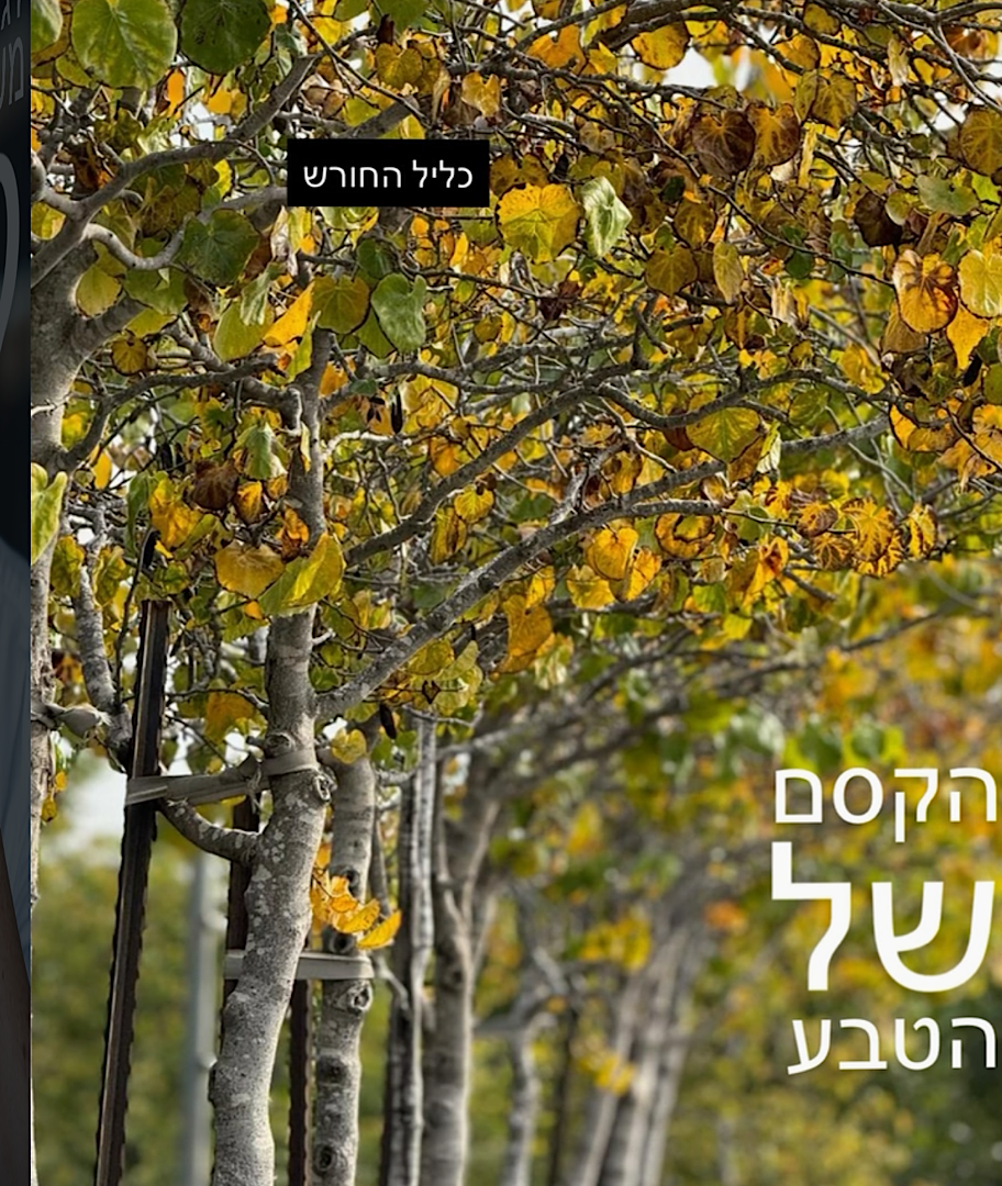 חוויה באינסטגרם שלכם